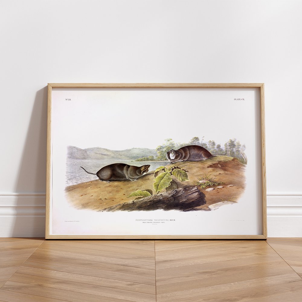 John Woodhouse Audubon、「WOOD RAT」 Recent Research: Original Artwork by Audubon's Sons in the Museum